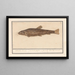 Siluridae Meerval Schelde Löwe des Flusses Mustela fosfilis seu fluviatalis - Anselmus Botius de Boodt — gerahmtes Bild an der Wand