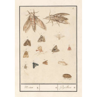 Anselmus Botius de Boodt - Nachtvlinders en motten Motten Papillons.webp