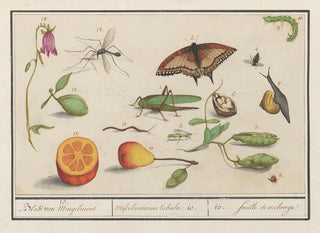Anselmus Botius de Boodt - Natuurhistorische ensemble nr 10 10 Blad van Mengelmoes Miscelaniorum tabula 10 10 feuille de melange.webp