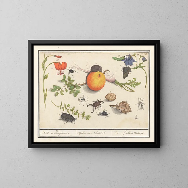 Ensemble d'histoire naturelle n° 16 Feuille de mélange - Anselmus Botius de Boodt — gerahmtes Bild an der Wand