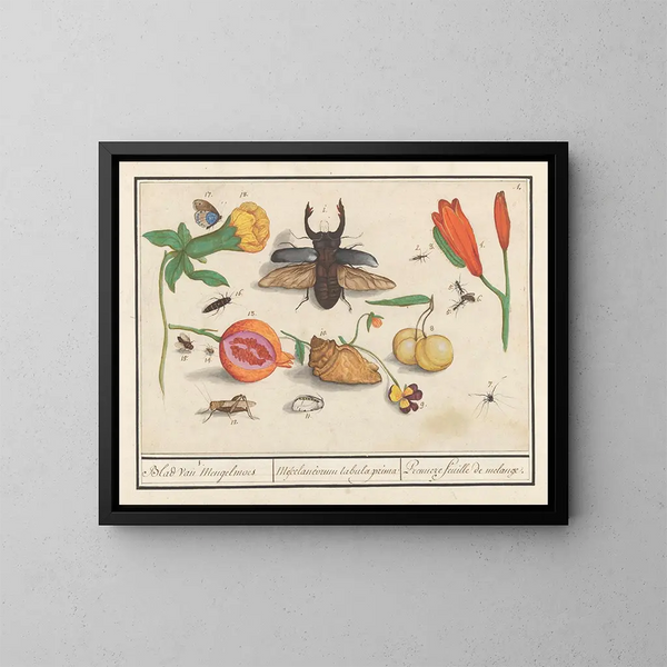 Ensemble d'histoire naturelle n° 1, première feuille de mélanges - Anselmus Botius de Boodt — gerahmtes Bild an der Wand