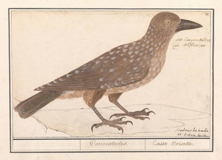 Anselmus Botius de Boodt - Notenkraker Nucifraga caryocatactes.webp