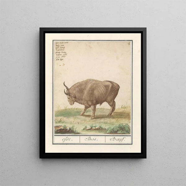 Anselmus Botius de Boodt - Os Bos taurus osse Bos Boeuf.webp