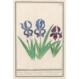 Anselmus Botius de Boodt - Paarse iris Iris germanica.webp