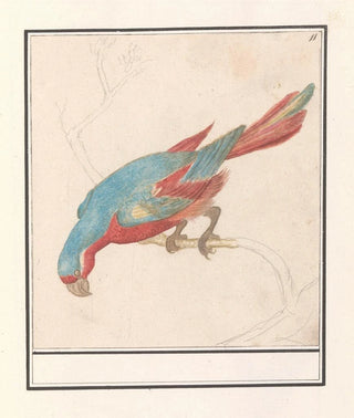 Anselmus Botius de Boodt - Papegaai.webp