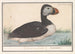 Macareux moine Fratercula arctica - Anselmus Botius de Boodt — Ansicht des Kunstwerks