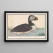 Macareux moine Fratercula arctica - Anselmus Botius de Boodt — gerahmtes Bild an der Wand