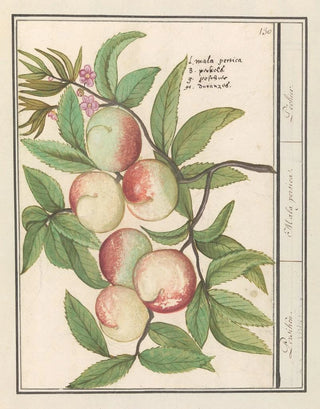 Anselmus Botius de Boodt - Perziken Persiken Mala persica Pechier.webp