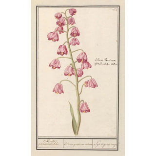 Anselmus Botius de Boodt - Perzische lelie Fritillaria persica Roode persiaensche lelie lilium persicum rubrum Lys de perse rouge.webp