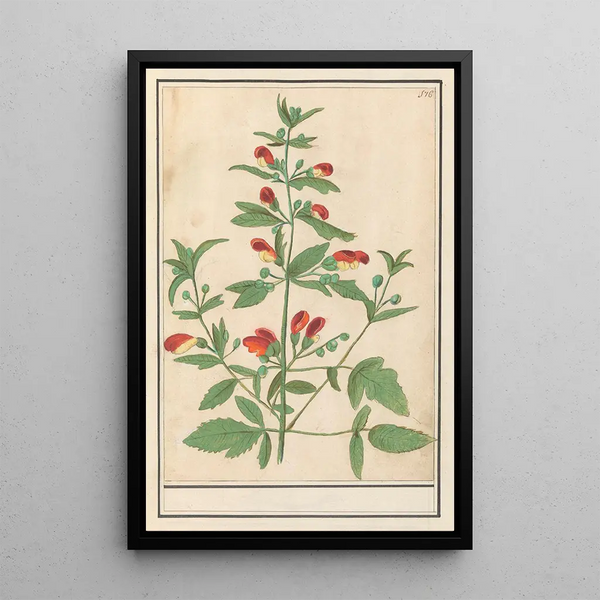 Anselmus Botius de Boodt - Plant met roodgele bloemen onbekende soort.webp