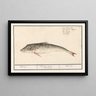 Anselmus Botius de Boodt - Poon Triglidae Wijting Asellus Mollis Merlangius Merlan.webp