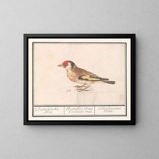 Anselmus Botius de Boodt - Putter of distelvink Carduelis carduelis.webp