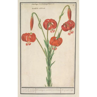 Anselmus Botius de Boodt - Rode lelie Lilium turksche turbant Roode krullelie Martagon constantinopolitanum Martagon rouge.webp