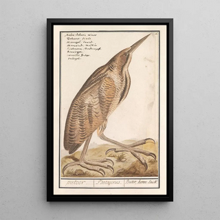 Anselmus Botius de Boodt - Roerdomp Botaurus stellaris.webp