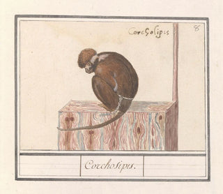Anselmus Botius de Boodt - Roodkopmangabey Cercocebus torquatus Corchosipus Een Rillow Een Wanderow.webp