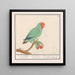 Roodmaskeragapornis Agapornis pullarius Oostindische Mussche Psittacus Minimus - Anselmus Botius de Boodt — gerahmtes Bild an der Wand