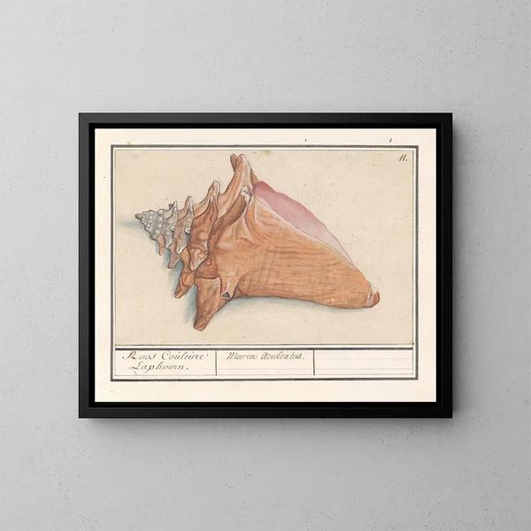 Korb der Nebel rosa Strombus gigas Rose Couleure Laphoorn Murex aculeatus - Anselmus Botius de Boodt — gerahmtes Bild an der Wand