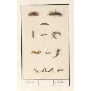 Anselmus Botius de Boodt - Rupsen Rispen Chenilles.webp