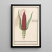 Mais ornamental Zea mays Rood turks Cooren frumentum indicum rubrum Bled de turquie rouge - Anselmus Botius de Boodt — gerahmtes Bild an der Wand