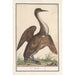 Anhinga Anhinga - Anselmus Botius de Boodt — Ansicht des Kunstwerks