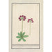 Primel Primula BakKruyd van Oostenrijk Primula Veris austriaca Prime verd Dautriche - Anselmus Botius de Boodt — Ansicht des Kunstwerks