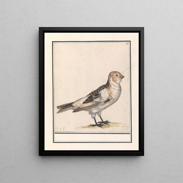 Anselmus Botius de Boodt - Sneeuwgors Plectrophenax nivalis.webp