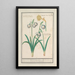 Schneeglöckchen Galanthus und eine Narzisse Narcissus - Anselmus Botius de Boodt — gerahmtes Bild an der Wand