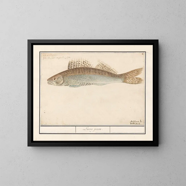 Sandre lucioperca - Anselmus Botius de Boodt — gerahmtes Bild an der Wand