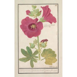 Anselmus Botius de Boodt - Stokroos Alcea rosea Enkel wynter roosen Malva rosea hiemalis passerose a fleur simple.webp