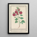 Reproduktion des Gemäldes Rose trémière Alcea rosea Double rose d'hiver rouge - Anselmus Botius de Boodt