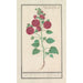 Reproduktion des Gemäldes Rose trémière Alcea rosea Double rose d'hiver rouge - Anselmus Botius de Boodt