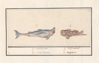 Anselmus Botius de Boodt - Tijgerhaai Carcharias en een schorpioenvis Scorpaenidae 1 Carcharias 2 Cataphractus 1 requain.webp