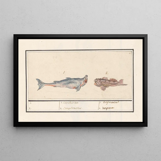 Anselmus Botius de Boodt - Tijgerhaai Carcharias en een schorpioenvis Scorpaenidae 1 Carcharias 2 Cataphractus 1 requain.webp