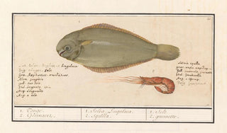 Anselmus Botius de Boodt - Tong Solea solea en roze garnaal 1 Tonge 2 Geernaert 1 Solea Lingulaca 2 Squilla 1 Sole 2 guernette.webp