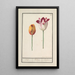 Tulpe Tulipa - Anselmus Botius de Boodt — gerahmtes Bild an der Wand