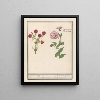 Anselmus Botius de Boodt - Twee anjers Dianthus 1 Engelsche Gentille 2 jenelle met dobbelbloemen.webp