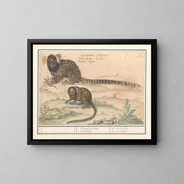 Zwei Tamarine mit gemeinsamen Pinseln - Anselmus Botius de Boodt — gerahmtes Bild an der Wand