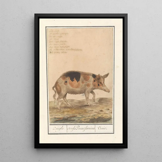 Anselmus Botius de Boodt - Varken Sus scrofa domesticus Zeughe scrofa Porcus faemina Truie.webp