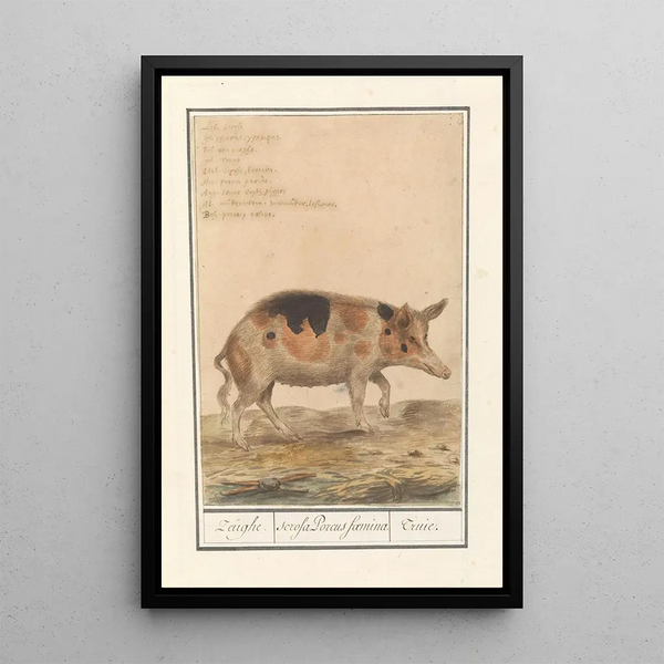 Anselmus Botius de Boodt - Varken Sus scrofa domesticus Zeughe scrofa Porcus faemina Truie.webp