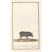Schwein Sus scrofa domesticus Schwarzes Schwein Porcus niger Schwarzes Schwein, das Siam genannt wird - Anselmus Botius de Boodt
