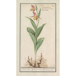 Anselmus Botius de Boodt - Vrouwenschoentje Cypripedium calceolus.webp