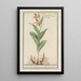 Sabot de Vénus Cypripedium calceolus - Anselmus Botius de Boodt — gerahmtes Bild an der Wand