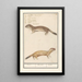 Reproduktion des Gemäldes Belette Mustela nivalis Belette Mustela Belette - Anselmus Botius de Boodt