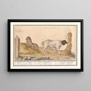 Anselmus Botius de Boodt - Wild schaap Ovis en Afrikaanse geit Capra 1 Arabisch Schaep 2 Africaenschen Ram.webp