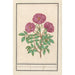 Hagebutte Rosa Rose des Bois duftende rosa silverstris adorata Rose des Bois mit Duft - Anselmus Botius de Boodt — Ansicht des Kunstwerks