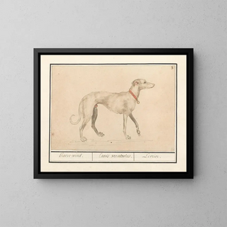 Anselmus Botius de Boodt - Windhond Canis lupus familiaris Haezewind Canis Venatorius Levrier.webp