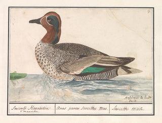 Enten-Schnatterer - Anselmus Botius de Boodt — Ansicht des Kunstwerks