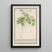 Anémone des bois blanche et bleue Anemone nemorosa drei Sorten von Waldglocken Ranunculi nemorosi tria genera - Anselmus Botius de Boodt