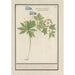Anémone des bois blanche et bleue Anemone nemorosa drei Sorten von Waldglocken Ranunculi nemorosi tria genera - Anselmus Botius de Boodt