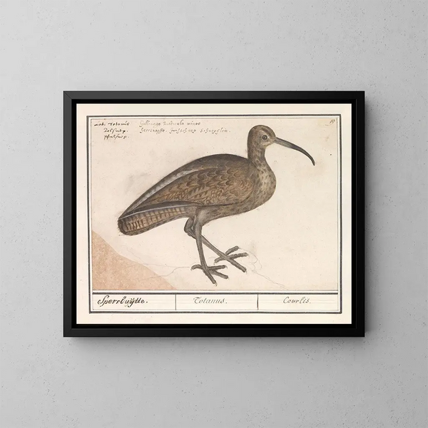 Schwarze Schwanzbarke - Anselmus Botius de Boodt — gerahmtes Bild an der Wand